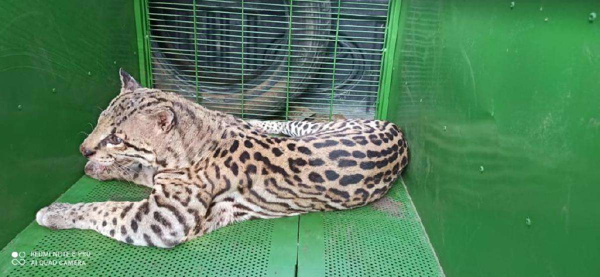 Jaguatirica é resgatada no bairro Terra Nova II, em Várzea Grande - Vimarsana News