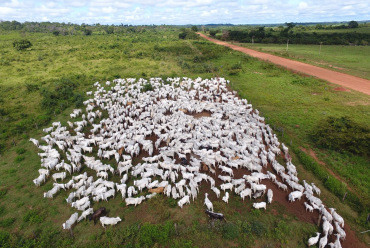 Gado - TI.jpg