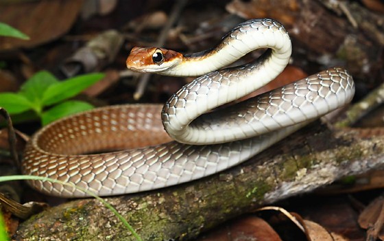 Ferrovia - cobra