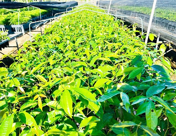 Ferrovia - plantas